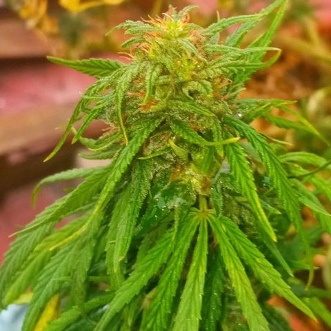 Michoacána hugo growlog timeline photo