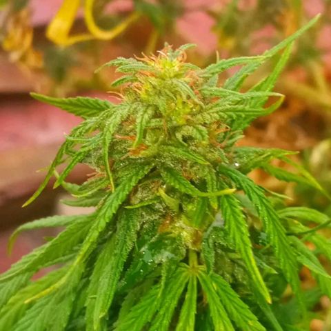Michoacána hugo growlog timeline photo