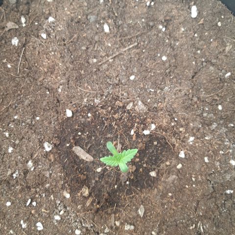 Blueberry OG growlog timeline photo