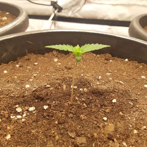 Blueberry OG growlog timeline photo