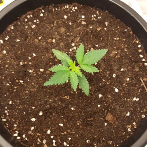 Blueberry OG growlog timeline photo