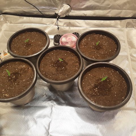 Blueberry OG growlog timeline photo