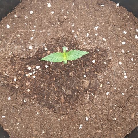 Blueberry OG growlog timeline photo