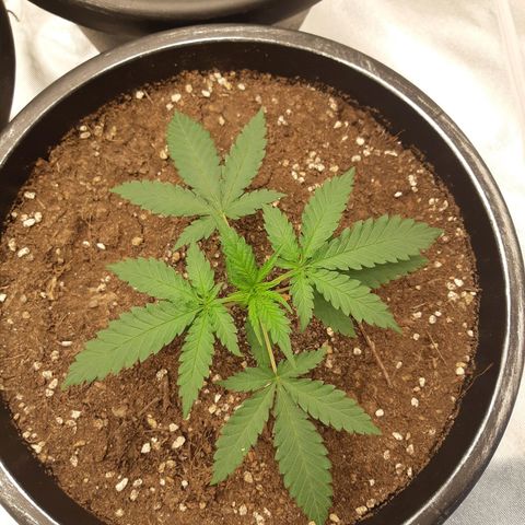 Blueberry OG growlog timeline photo