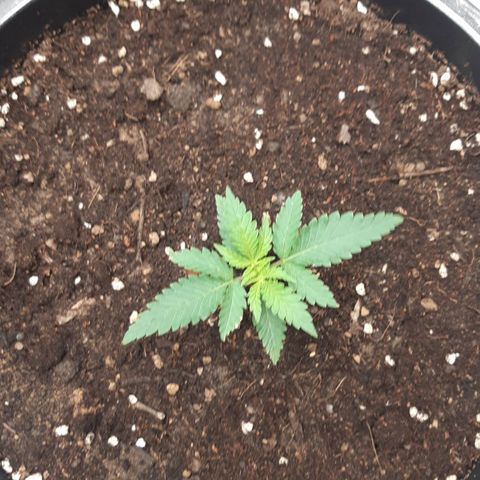Blueberry OG growlog timeline photo
