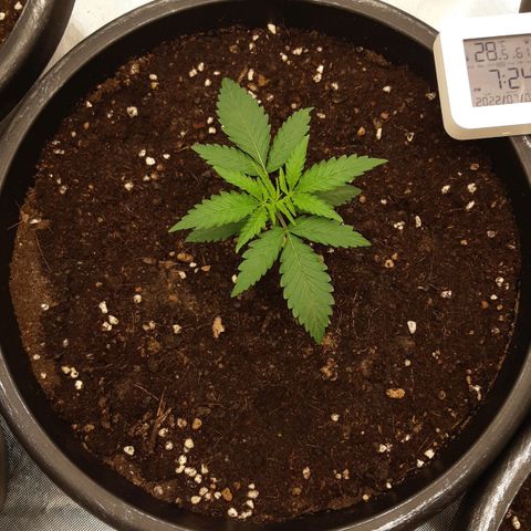 Blueberry OG growlog timeline photo