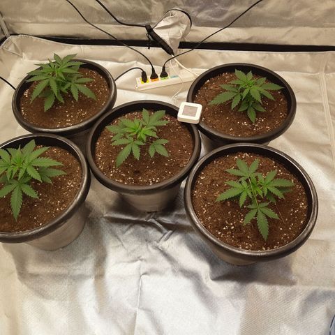 Blueberry OG growlog timeline photo