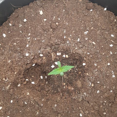 Blueberry OG growlog timeline photo