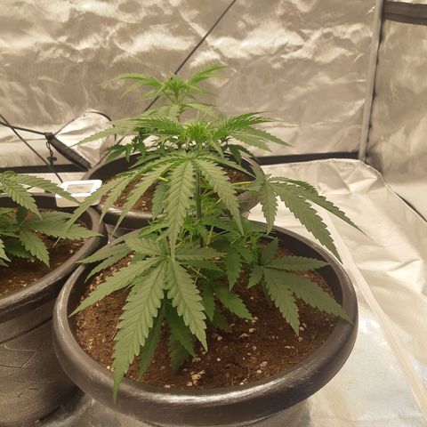 Blueberry OG growlog timeline photo
