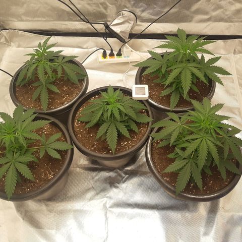 Blueberry OG growlog timeline photo