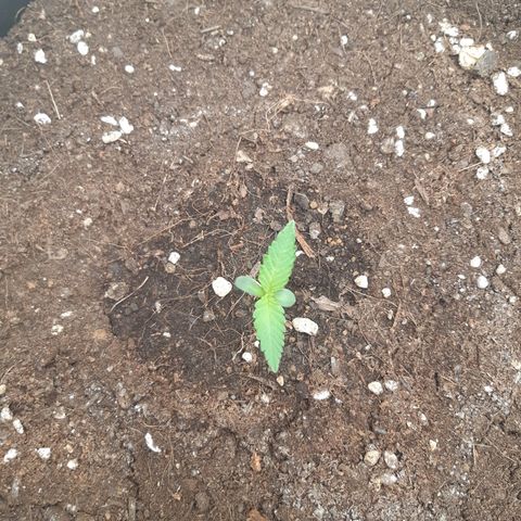 Blueberry OG growlog timeline photo
