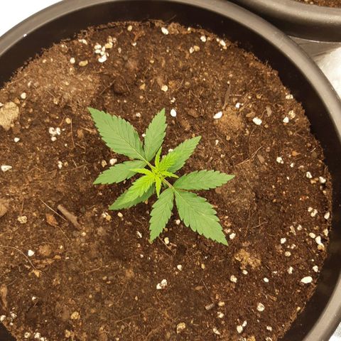 Blueberry OG growlog timeline photo