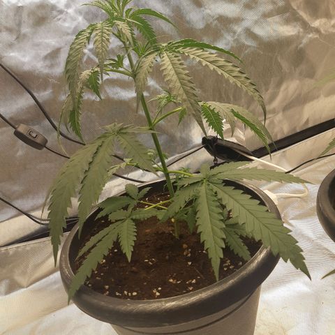 Blueberry OG growlog timeline photo