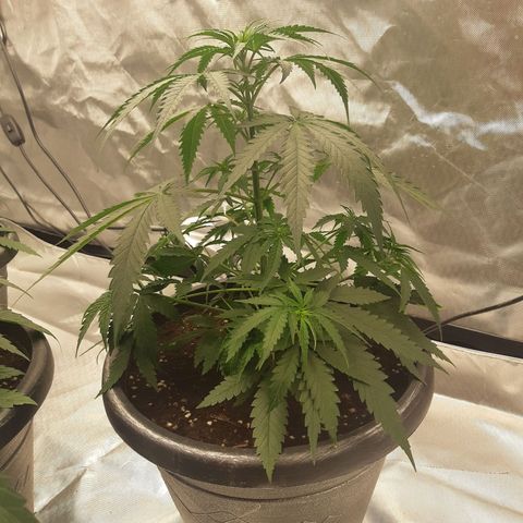 Blueberry OG growlog timeline photo