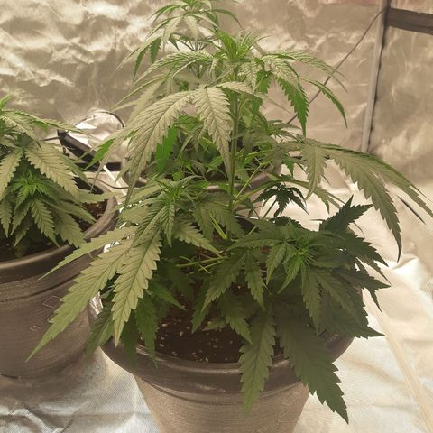 Blueberry OG growlog timeline photo
