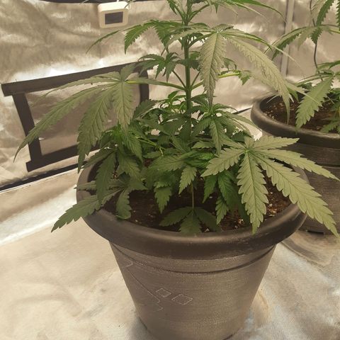 Blueberry OG growlog timeline photo