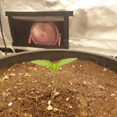 Blueberry OG growlog timeline photo