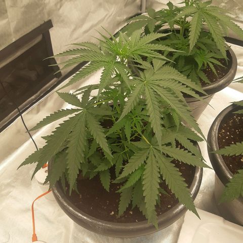 Blueberry OG growlog timeline photo