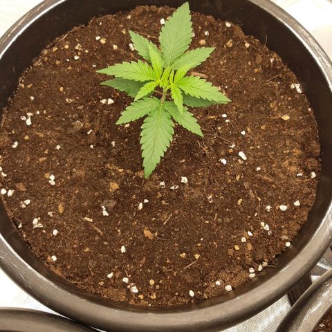 Blueberry OG growlog timeline photo