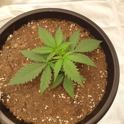 Blueberry OG growlog timeline photo