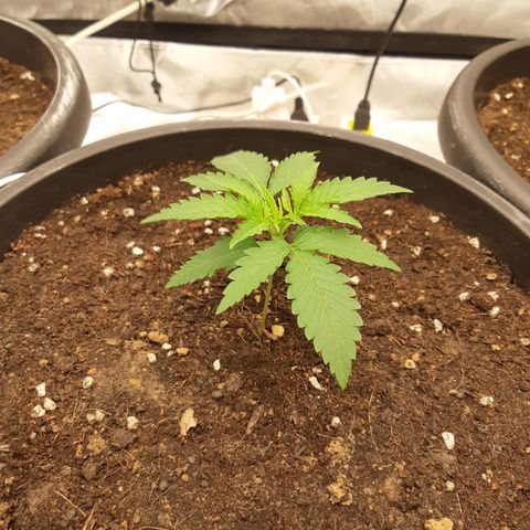 Blueberry OG growlog timeline photo