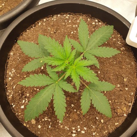 Blueberry OG growlog timeline photo