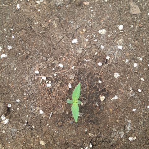 Blueberry OG growlog timeline photo
