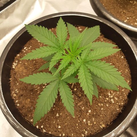 Blueberry OG growlog timeline photo