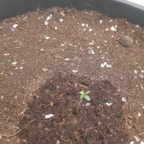 Blueberry OG growlog timeline photo