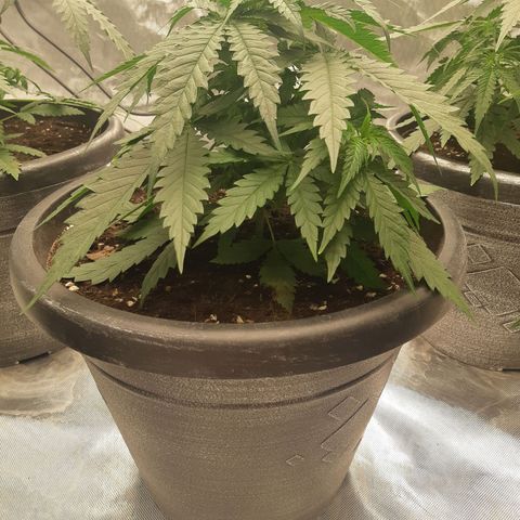 Blueberry OG growlog timeline photo