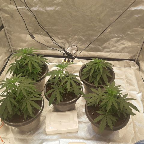 Blueberry OG growlog timeline photo