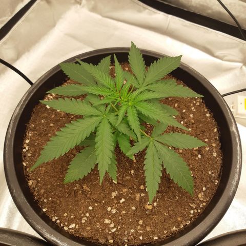 Blueberry OG growlog timeline photo