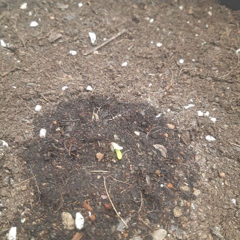 Blueberry OG growlog timeline photo