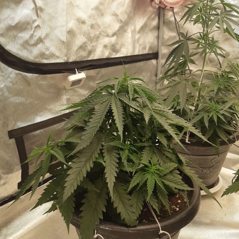 Blueberry OG growlog timeline photo