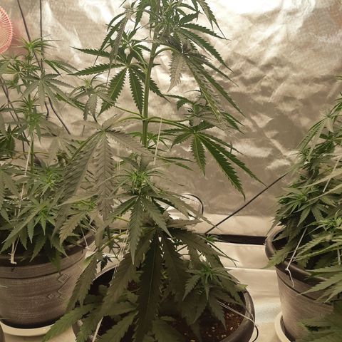 Blueberry OG growlog timeline photo