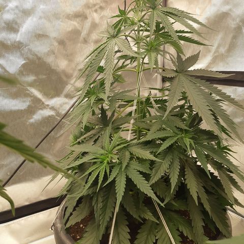 Blueberry OG growlog timeline photo