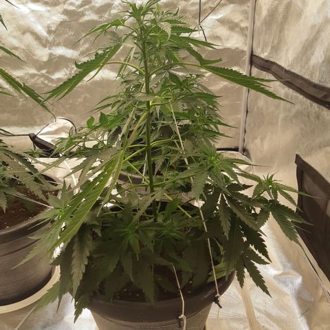 Blueberry OG growlog timeline photo