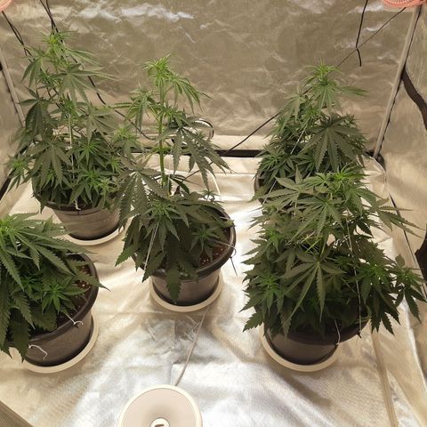 Blueberry OG growlog timeline photo
