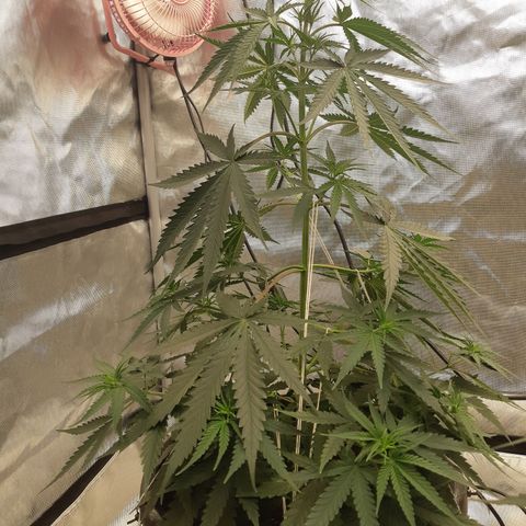 Blueberry OG growlog timeline photo