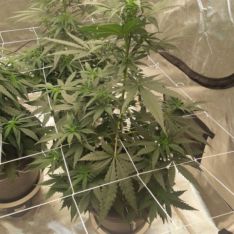 Blueberry OG growlog timeline photo