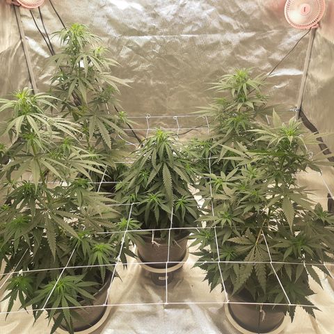 Blueberry OG growlog timeline photo