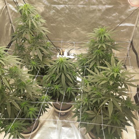 Blueberry OG growlog timeline photo
