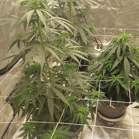 Blueberry OG growlog timeline photo