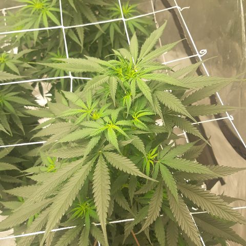 Blueberry OG growlog timeline photo