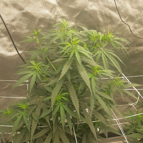 Blueberry OG growlog timeline photo