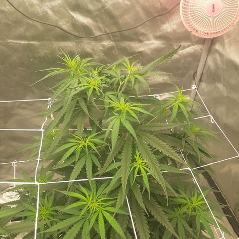 Blueberry OG growlog timeline photo