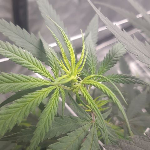 Blueberry OG growlog timeline photo