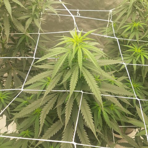 Blueberry OG growlog timeline photo