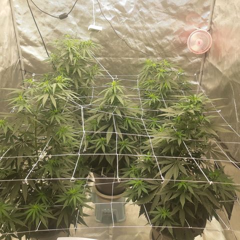 Blueberry OG growlog timeline photo