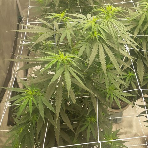Blueberry OG growlog timeline photo